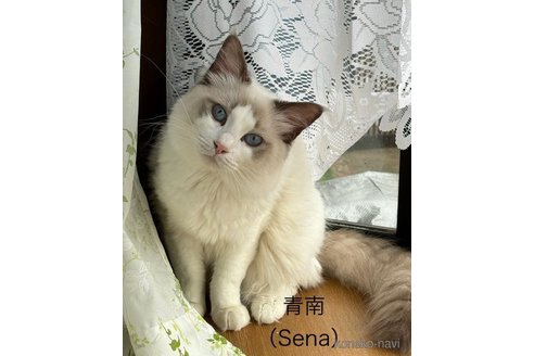 青南（Sena）くん1枚目