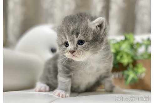 成約済の愛知県のサイベリアン-106518の3枚目