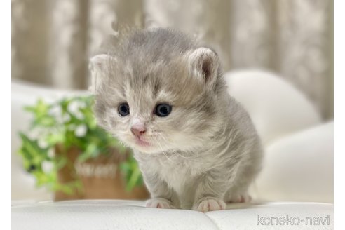 成約済の愛知県のサイベリアン-106521の4枚目