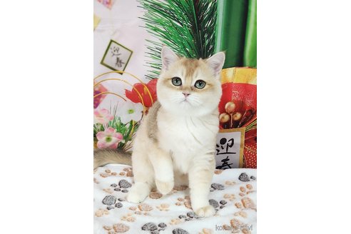 成約済の奈良県のブリティッシュショートヘア-103781の1枚目