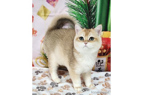 成約済の奈良県のブリティッシュショートヘア-103781の2枚目