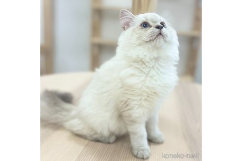 成約済の神奈川県のスコティッシュフォールド-106531の3枚目