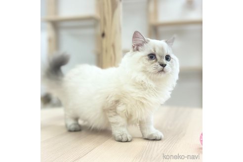 成約済の神奈川県のスコティッシュフォールド-106531の4枚目