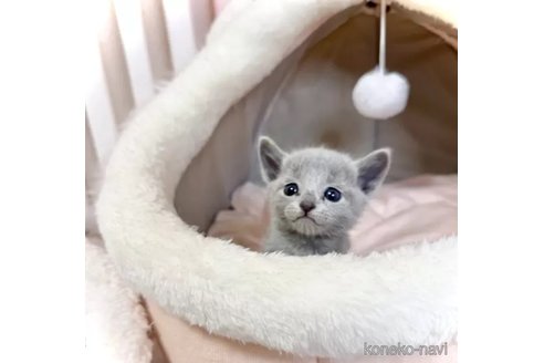 成約済の三重県のロシアンブルー-106534の3枚目