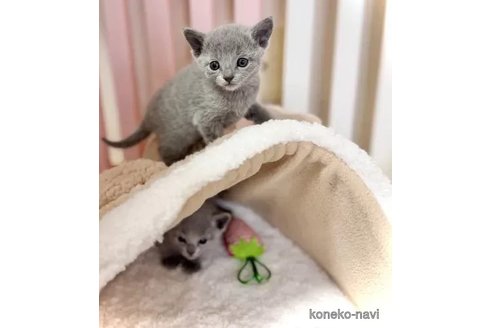 成約済の三重県のロシアンブルー-106535の2枚目