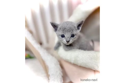 成約済の三重県のロシアンブルー-106535の3枚目