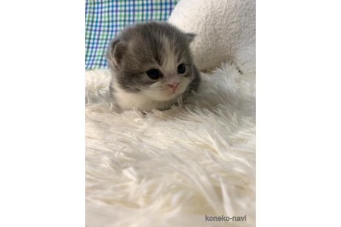 成約済の大阪府のスコティッシュフォールド-106536の2枚目