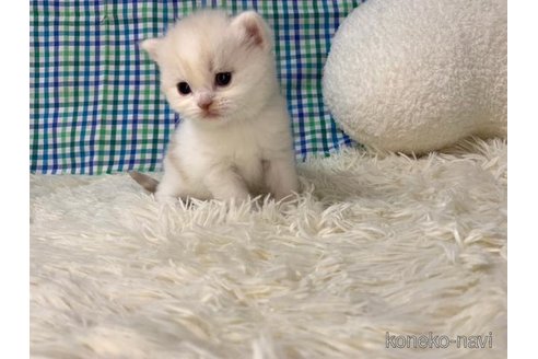成約済の大阪府のスコティッシュフォールド-106537の3枚目