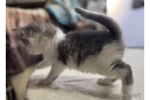 販売中の埼玉県のノルウェージャンフォレストキャット-106539の2枚目