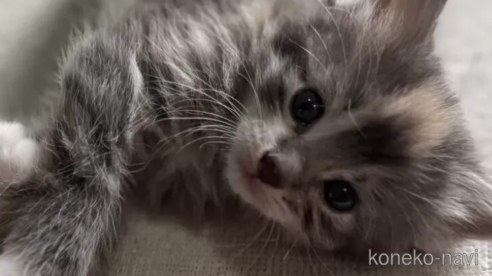 販売中の埼玉県のノルウェージャンフォレストキャット-106542の1枚目