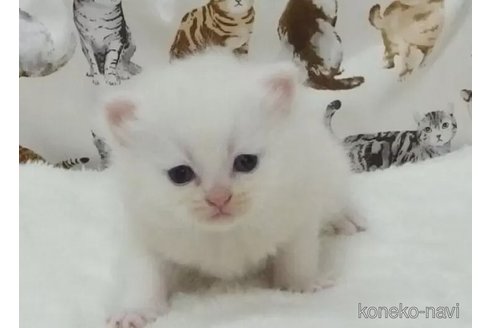 販売中の大阪府のミヌエット-106549の2枚目