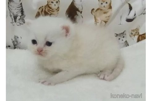 販売中の大阪府のミヌエット-106549の3枚目