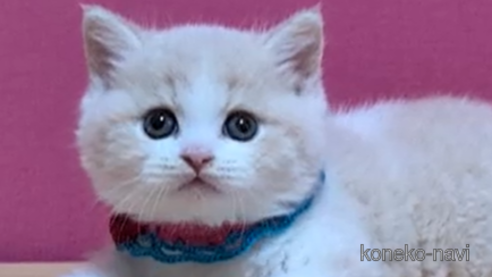 成約済の東京都のブリティッシュショートヘア-106561の1枚目