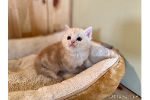 成約済の長野県のミヌエット-106578の2枚目