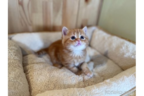成約済の長野県のミヌエット-106579の2枚目