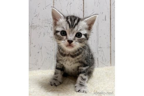 プロプラン ピュリナプロプランキャット パウチ 成猫用 やわらか