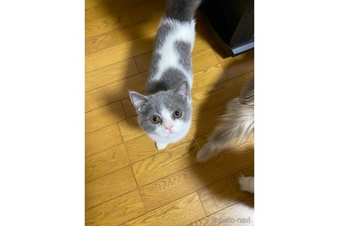 成約済の福岡県のエキゾチックショートヘア-98152の1枚目
