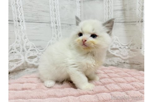 成約済の茨城県のラグドール-106687の4枚目