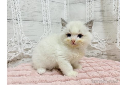 成約済の茨城県のラグドール-106687の1枚目