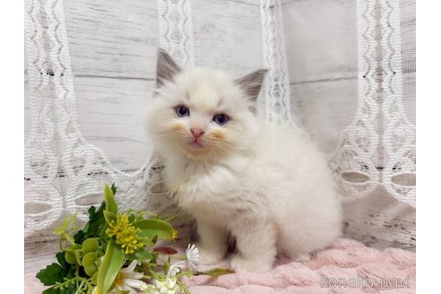 成約済の茨城県のラグドール-106687の5枚目