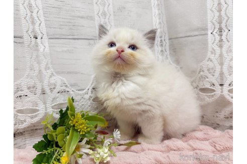 成約済の茨城県のラグドール-106687の2枚目