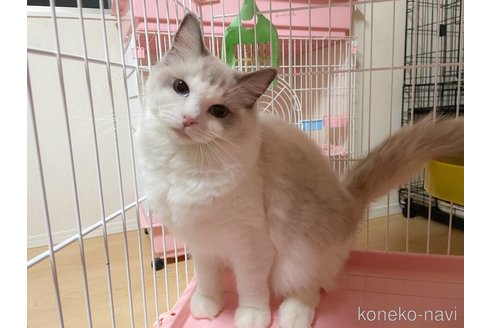 タフィーちゃん1枚目