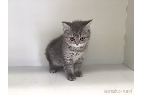 成約済の山形県のセルカークレックス-106688の10枚目