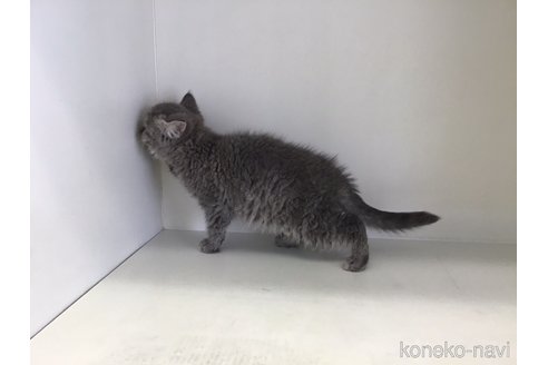 成約済の山形県のセルカークレックス-106688の9枚目