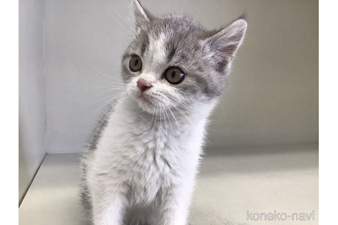 成約済の山形県のセルカークレックス-106689の4枚目