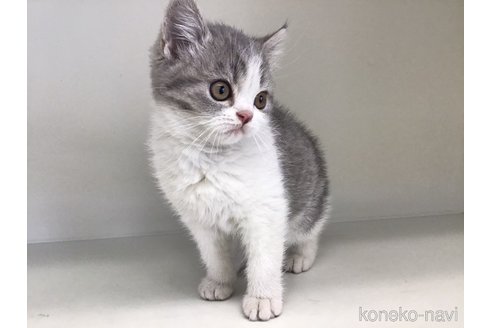 成約済の山形県のセルカークレックス-106689の6枚目