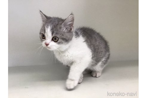 成約済の山形県のセルカークレックス-106689の9枚目