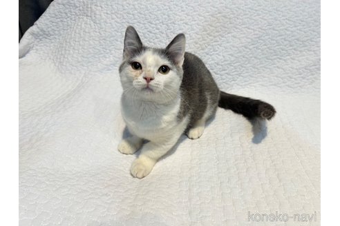 販売中の東京都のマンチカン(短足)-97496の9枚目
