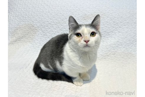販売中の東京都のマンチカン(短足)-97496の4枚目