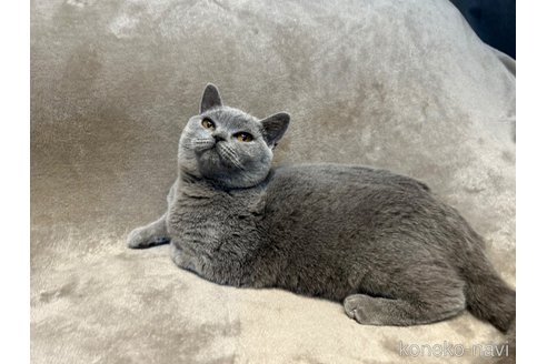 成約済の東京都のブリティッシュショートヘア-105871の3枚目