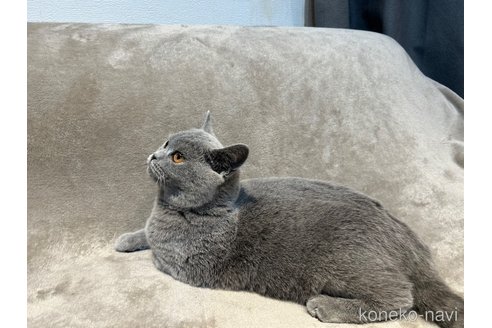 成約済の東京都のブリティッシュショートヘア-105871の12枚目