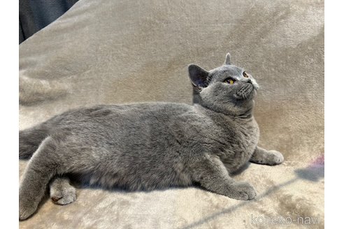 成約済の東京都のブリティッシュショートヘア-105871の13枚目