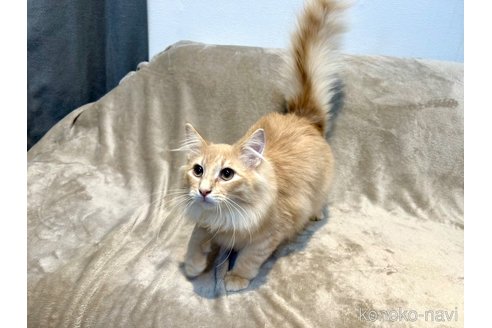成約済の東京都のノルウェージャンフォレストキャット-100160の3枚目