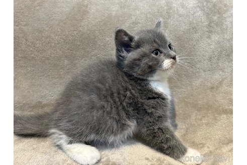 成約済の東京都のミックス-106700の4枚目