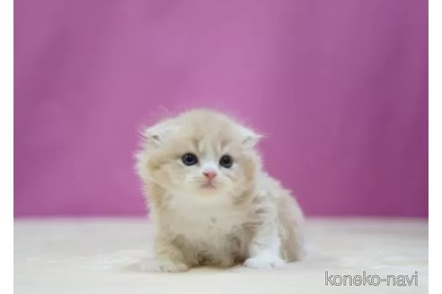 成約済の埼玉県のスコティッシュフォールド(折れ耳)-106705の4枚目