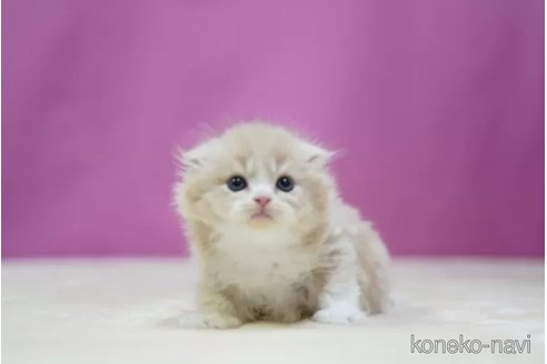 成約済の埼玉県のスコティッシュフォールド(折れ耳)-106705の2枚目
