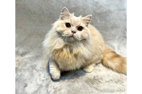 成約済の東京都のスコティッシュフォールド-106706の3枚目