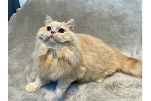 成約済の東京都のスコティッシュフォールド-106706の6枚目