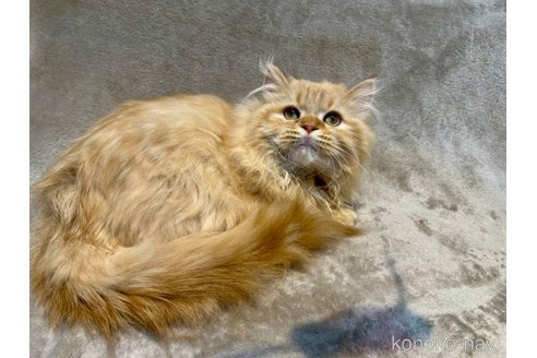 販売中の東京都のマンチカン-106707の4枚目