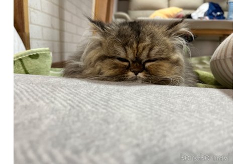 成約済の群馬県のミヌエット-98149の3枚目