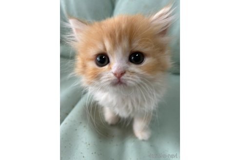 販売中の広島県のミヌエット-106673の2枚目