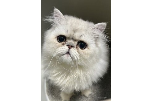 ばぶくん1枚目