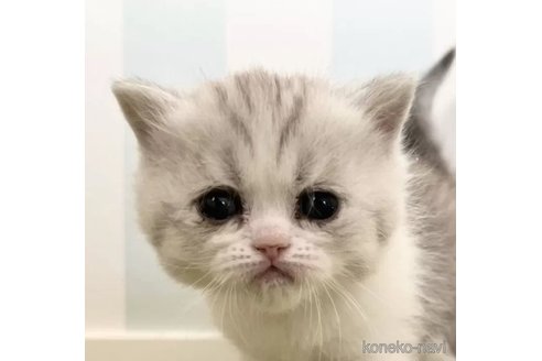 成約済ののエキゾチックショートヘア-106728