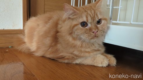 販売中の三重県のスコティッシュフォールド-106730の3枚目