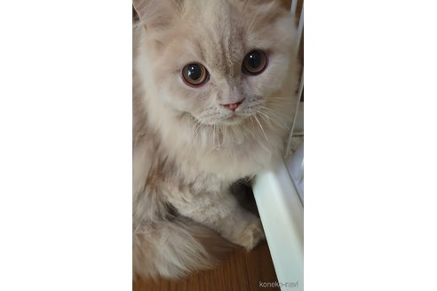 成約済の三重県のスコティッシュフォールド-106732の1枚目