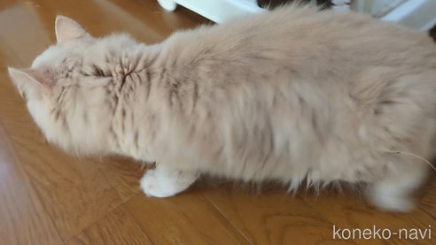 成約済の三重県のスコティッシュフォールド-106732の2枚目